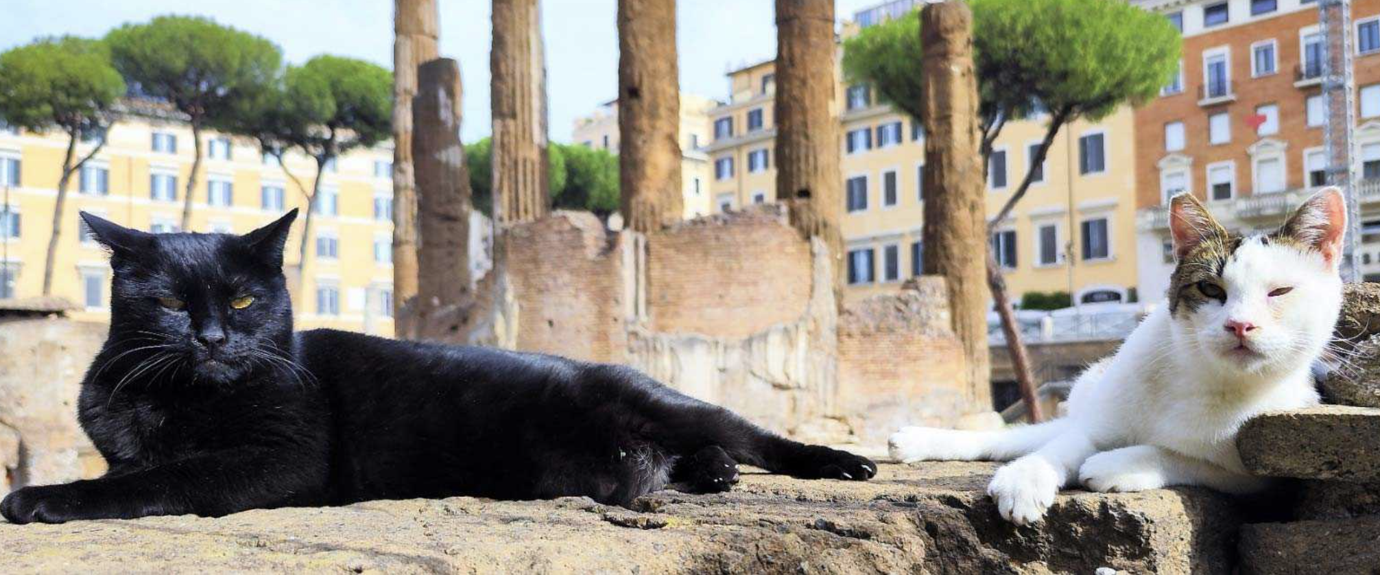 Photo of cats in Roman ruins at Largo di Torre Argentina