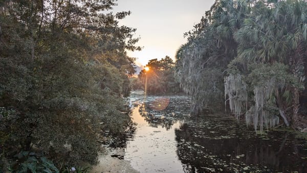 Photo of a bayou in City Park in New Orleans, Louisian