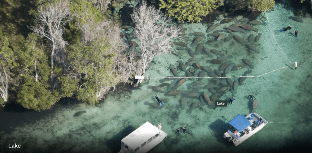 a group of manatee swimming in a body of water