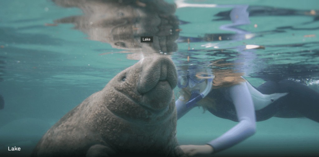 a woman in a snorkeling mask and a walrus underwater