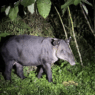 a tapir standing in the grass